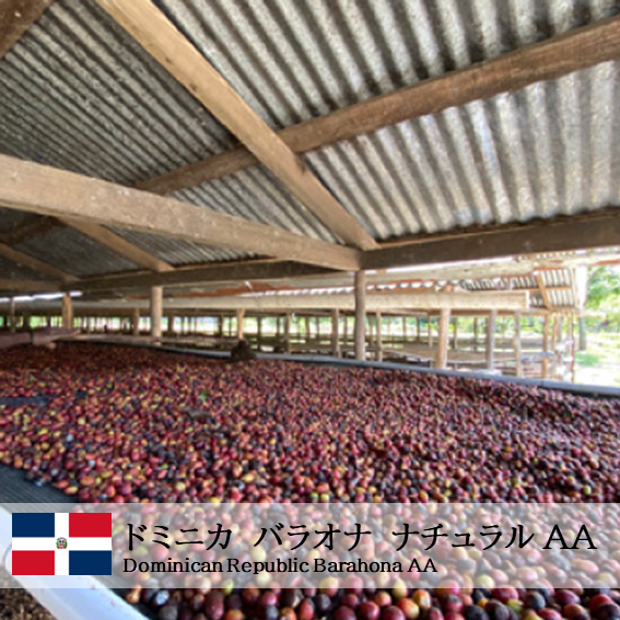 ドミニカ バラオナ AA ポロ地区 N